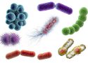 bacteria_virus_food_illness_safety